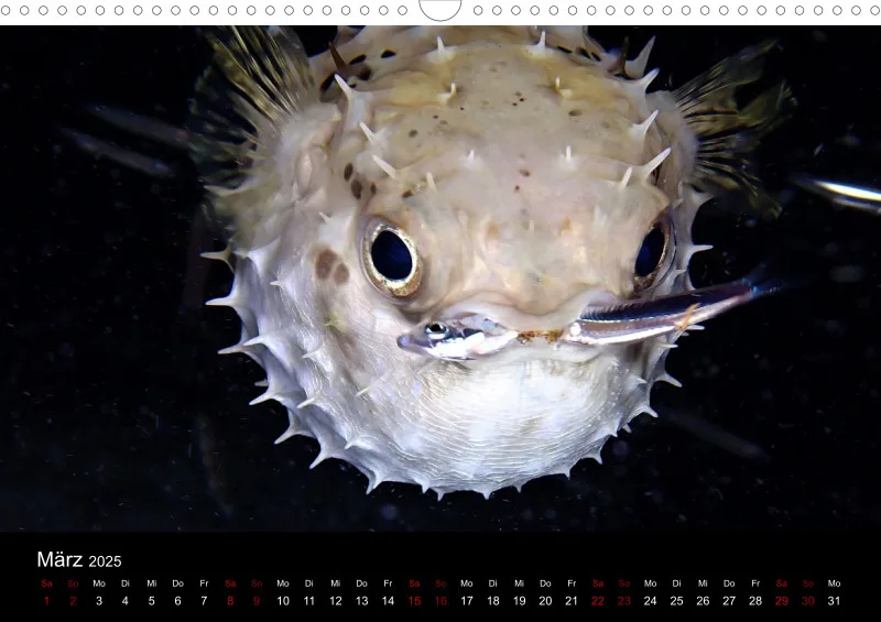 Scuba Diving - 2025 - Kalender A3