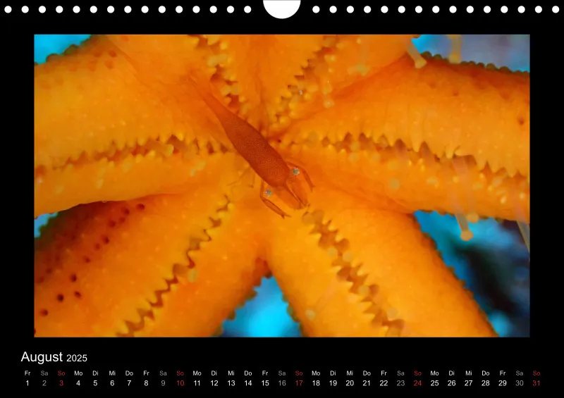 Kalender 2025 A4 Quer