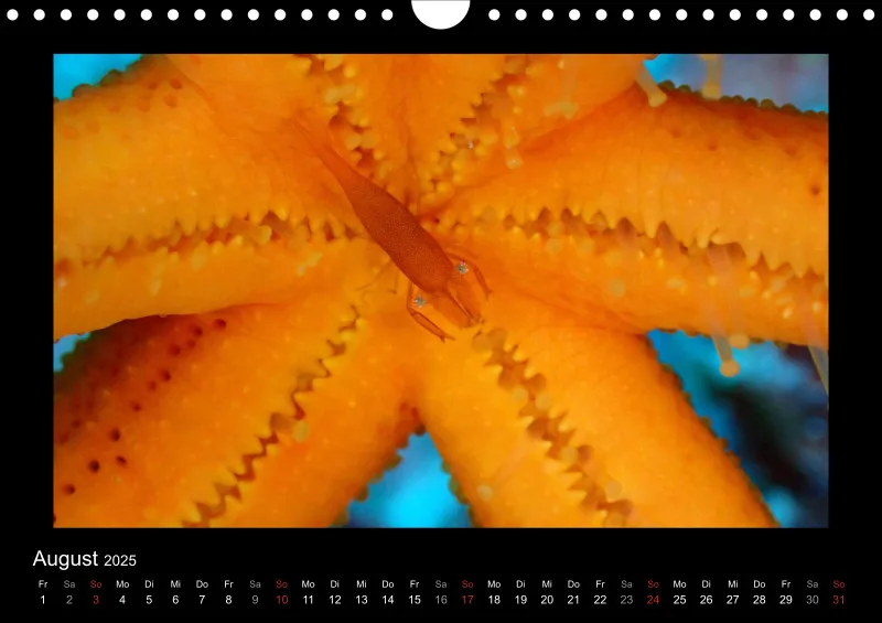 Kalender 2025 A4 Quer