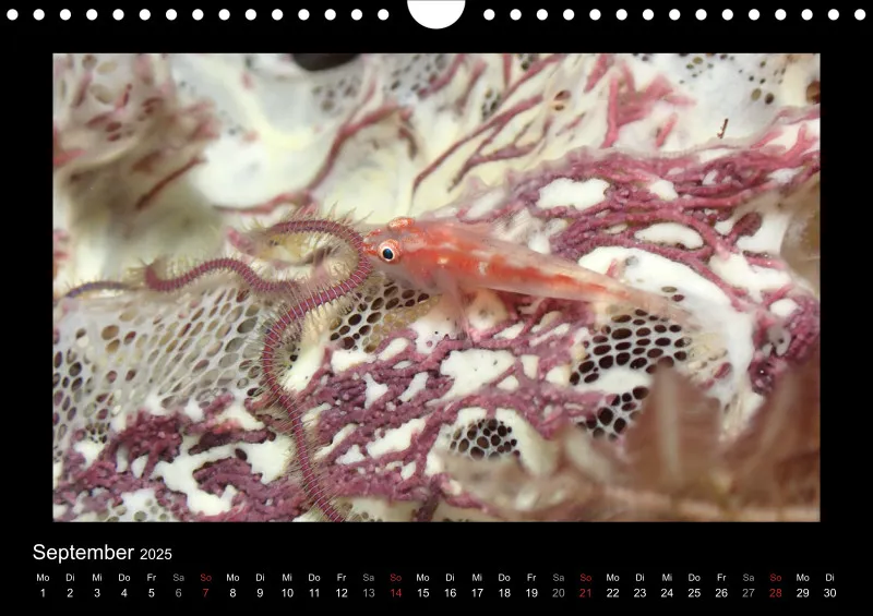 Kalender 2025 A4 Quer