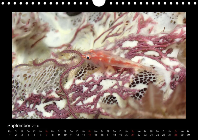 Kalender 2025 A4 Quer