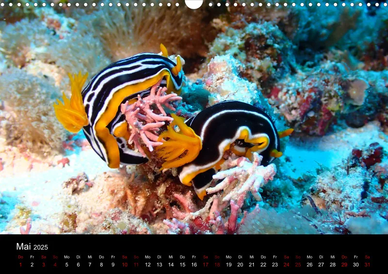 Scuba Diving - 2025 - Kalender A3