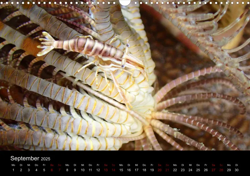 Scuba Diving - 2025 - Kalender A3