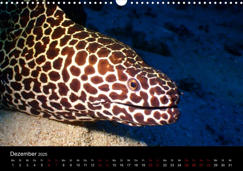 Scuba Diving - 2025 - Kalender A3