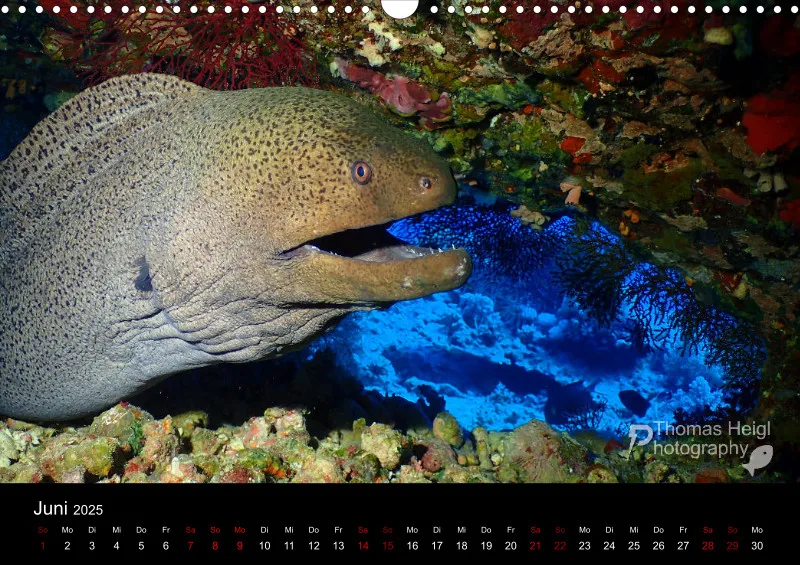 Makro & Critters - 2025 - Kalender A3