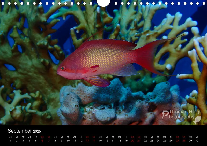 Makro & Critters - 2025 - Kalender A4