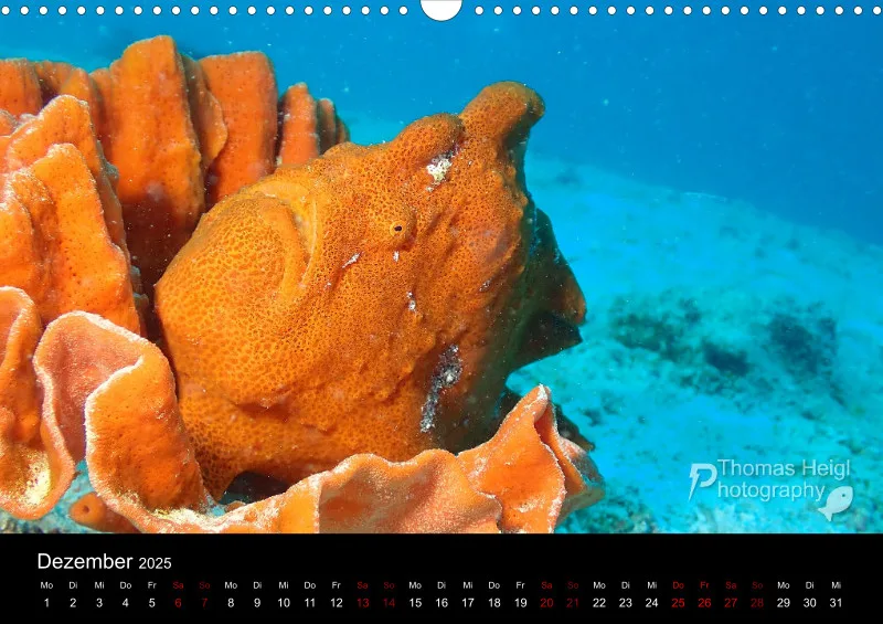 Makro & Critters - 2025 - Kalender A3