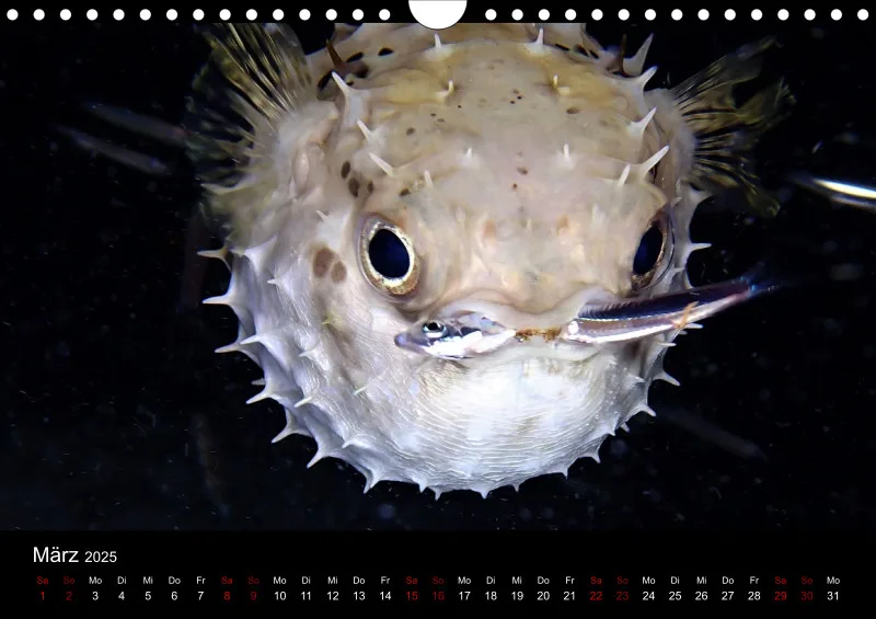 Scuba Diving - 2025 - Kalender A4