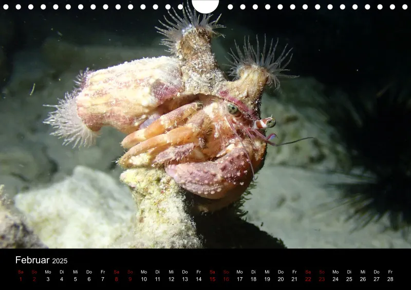 Scuba Diving - 2025 - Kalender A4