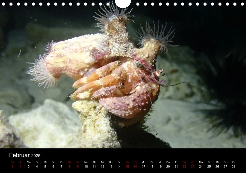 Scuba Diving - 2025 - Kalender A4