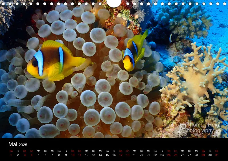 Makro & Critters - 2025 - Kalender A4