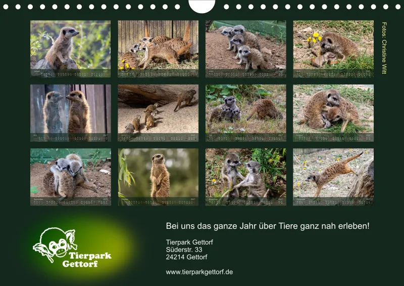 Erdmännchen 2027