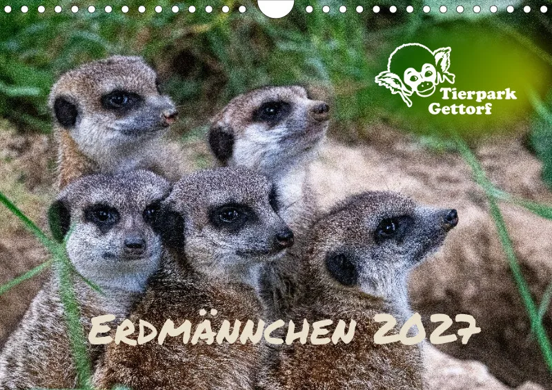 Erdmännchen 2027
