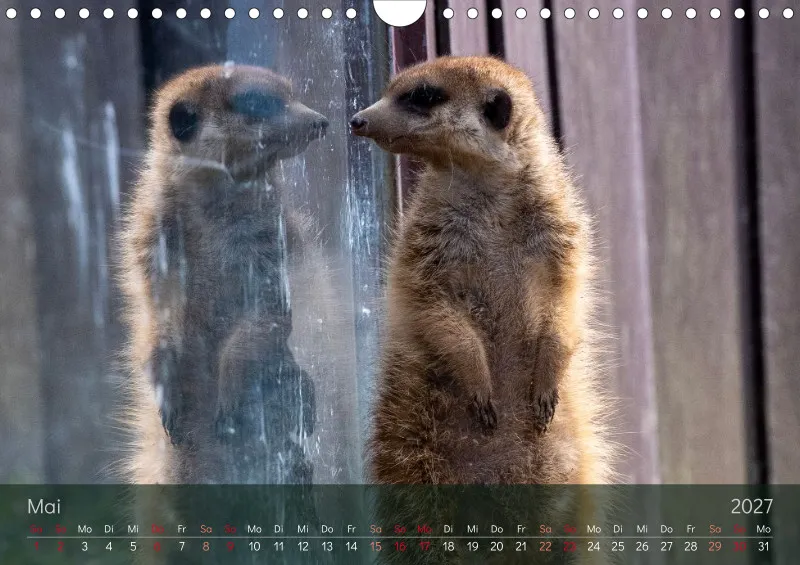 Erdmännchen 2027