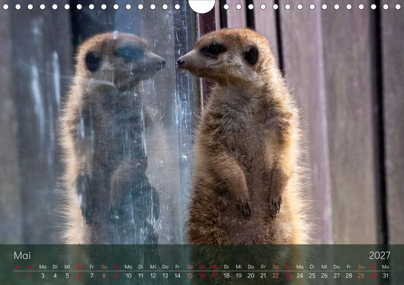 Erdmännchen 2027