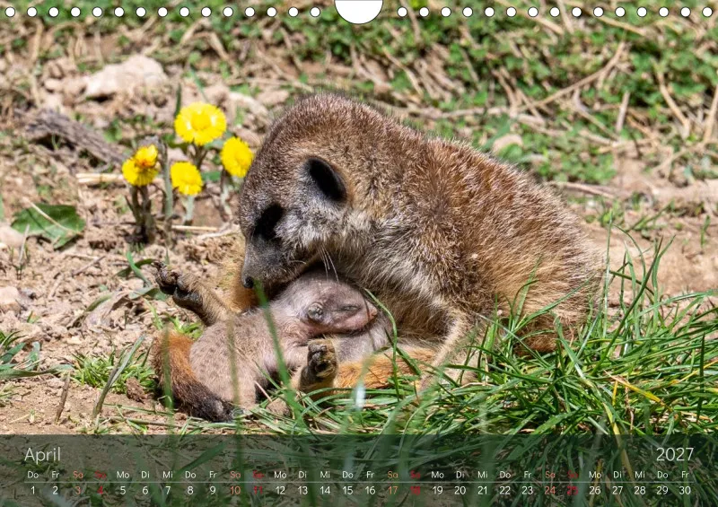 Erdmännchen 2027
