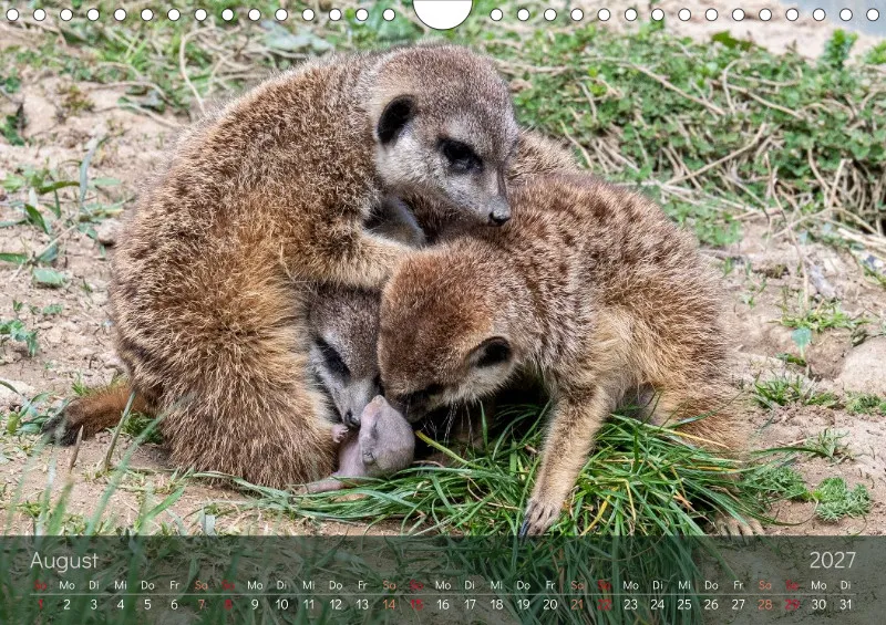 Erdmännchen 2027