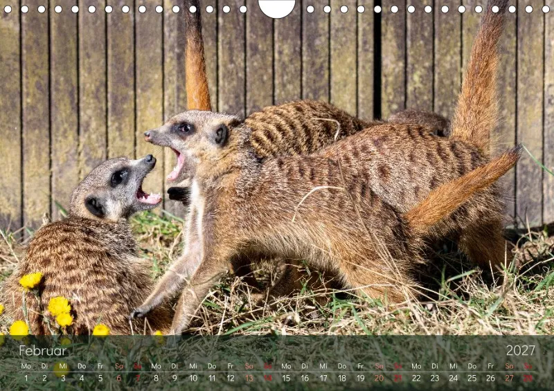 Erdmännchen 2027