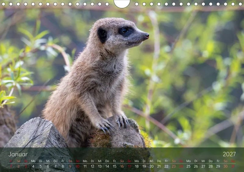 Erdmännchen 2027