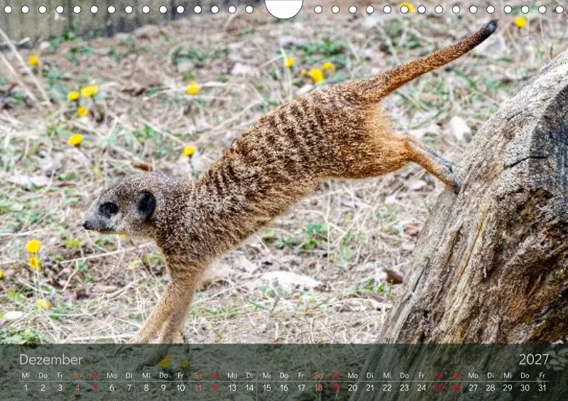 Erdmännchen 2027