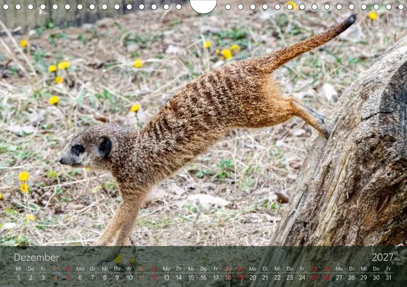 Erdmännchen 2027