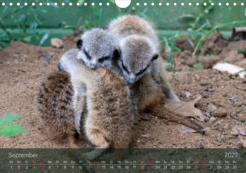 Erdmännchen 2027