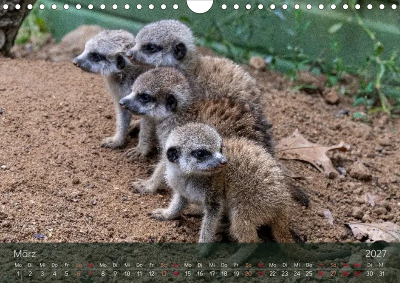 Erdmännchen 2027