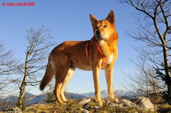 Timmi der Hund