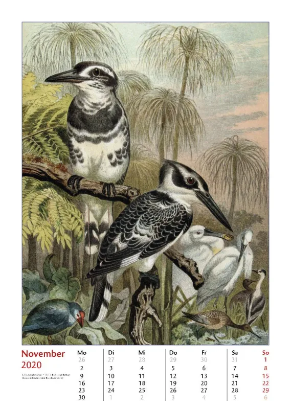 Brehms bunte Welt der Vögel 2020