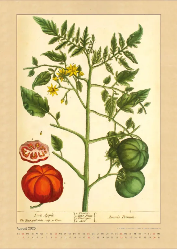 Kräuter und Früchte. Die schönsten Illustrationen aus Elizabeth Blackwells "Curious Herbal". 2020