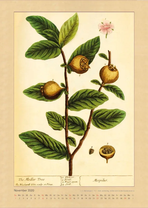 Kräuter und Früchte. Die schönsten Illustrationen aus Elizabeth Blackwells "Curious Herbal". 2020