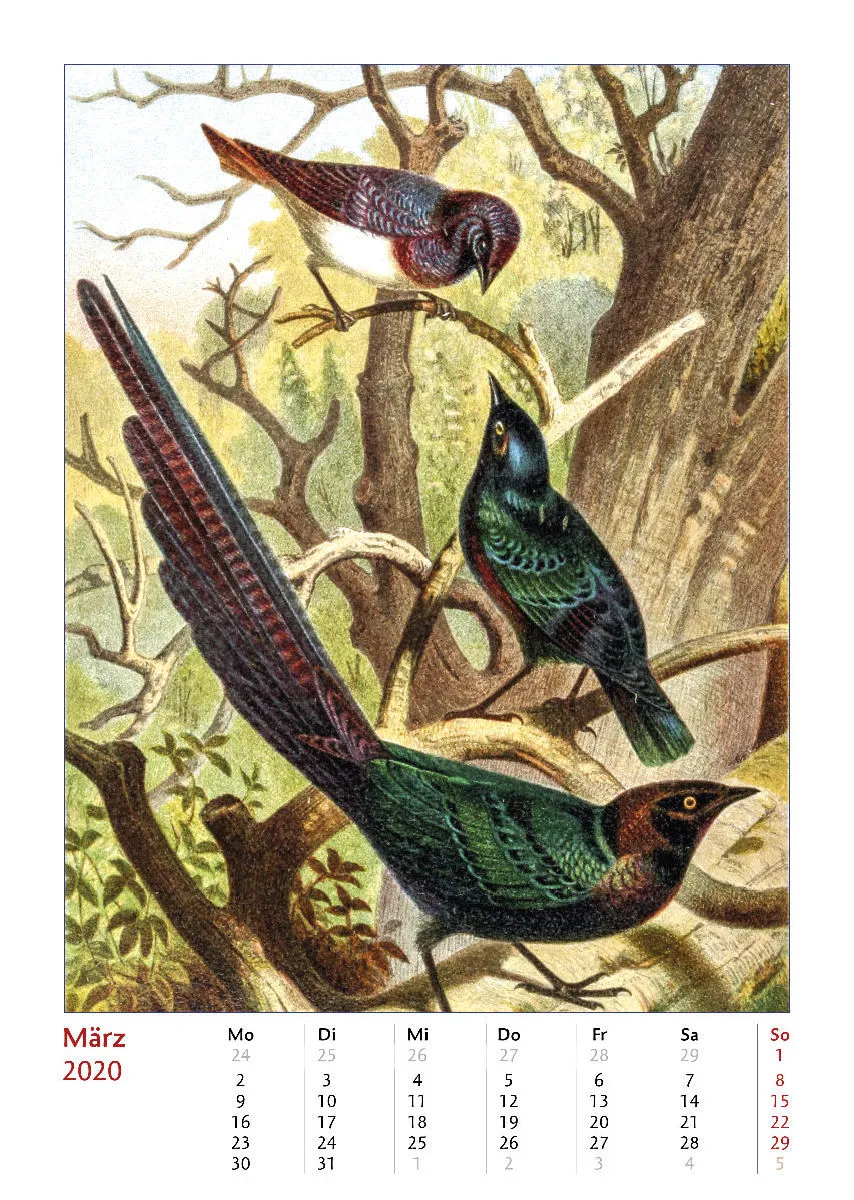 Brehms bunte Welt der Vögel 2020