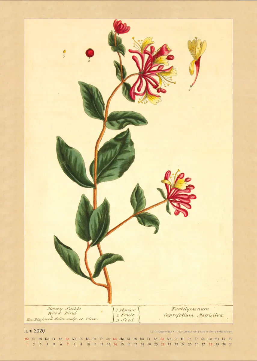 Kräuter und Früchte. Die schönsten Illustrationen aus Elizabeth Blackwells "Curious Herbal". 2020