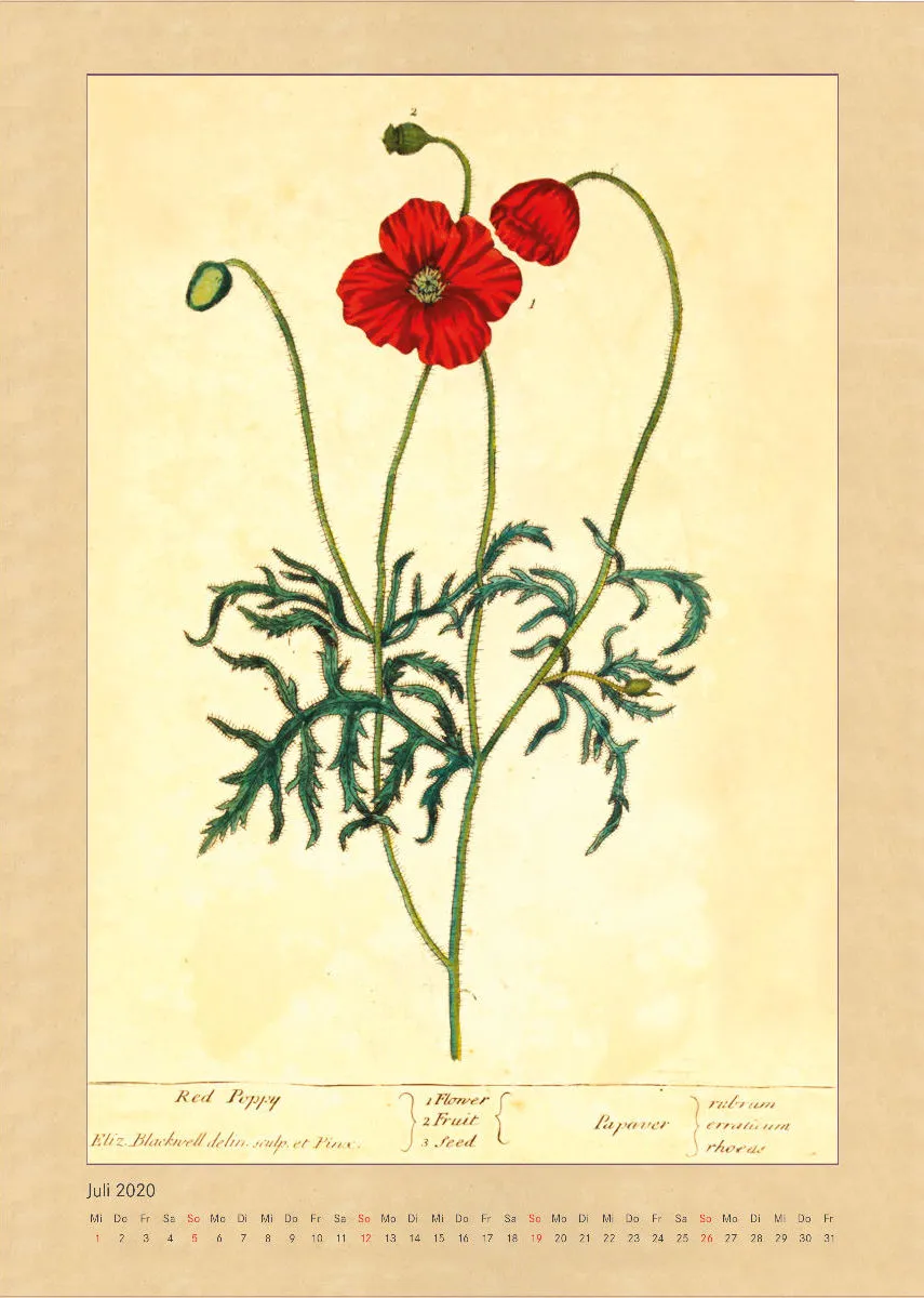 Kräuter und Früchte. Die schönsten Illustrationen aus Elizabeth Blackwells "Curious Herbal". 2020