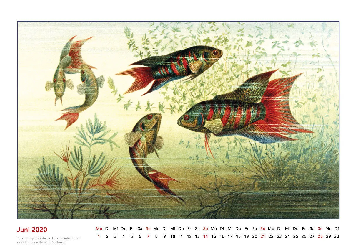 Brehms bunte Welt der Tiere 2020