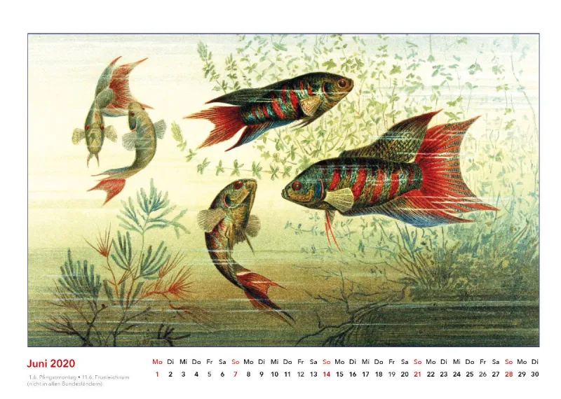 Brehms bunte Welt der Tiere 2020