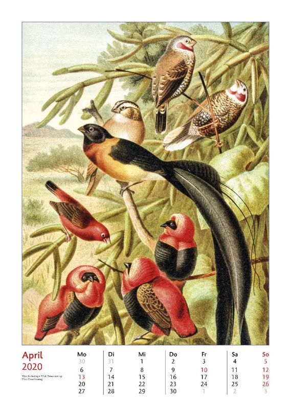 Brehms bunte Welt der Vögel 2020