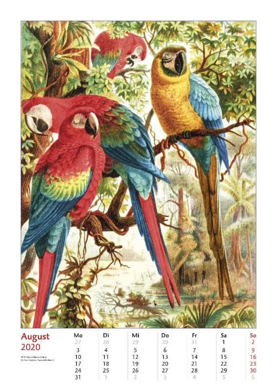 Brehms bunte Welt der Vögel 2020