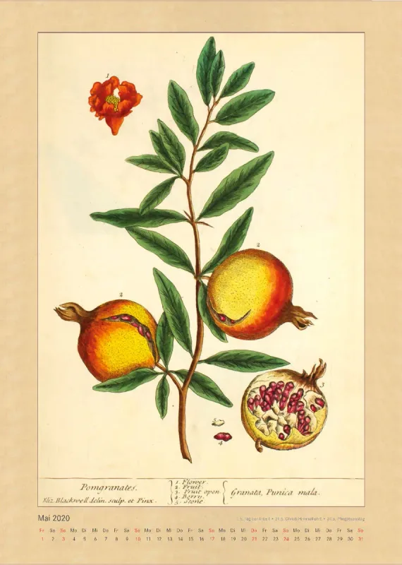Kräuter und Früchte. Die schönsten Illustrationen aus Elizabeth Blackwells "Curious Herbal". 2020