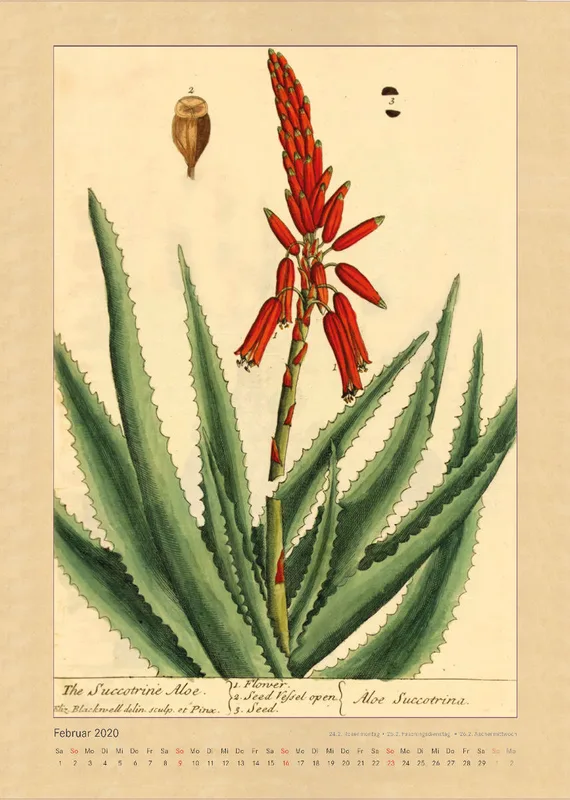 Kräuter und Früchte. Die schönsten Illustrationen aus Elizabeth Blackwells "Curious Herbal". 2020