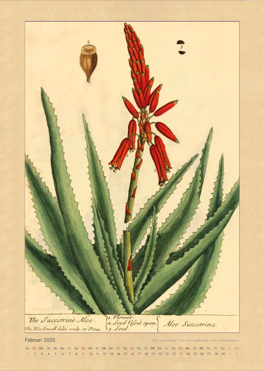 Kräuter und Früchte. Die schönsten Illustrationen aus Elizabeth Blackwells "Curious Herbal". 2020