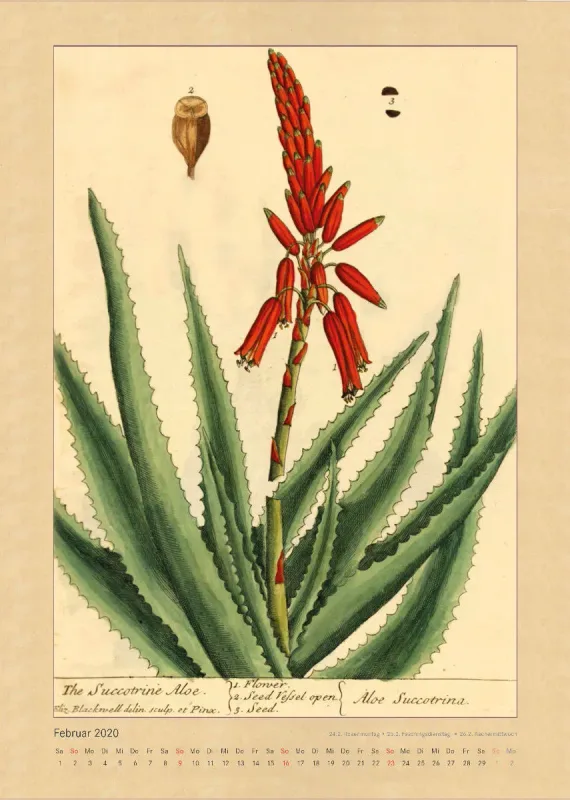 Kräuter und Früchte. Die schönsten Illustrationen aus Elizabeth Blackwells "Curious Herbal". 2020