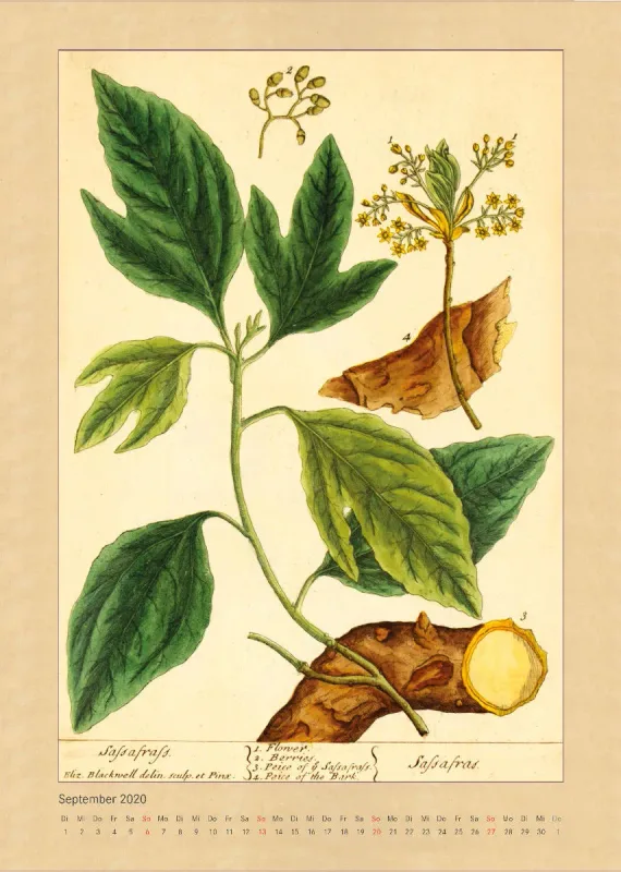 Kräuter und Früchte. Die schönsten Illustrationen aus Elizabeth Blackwells "Curious Herbal". 2020