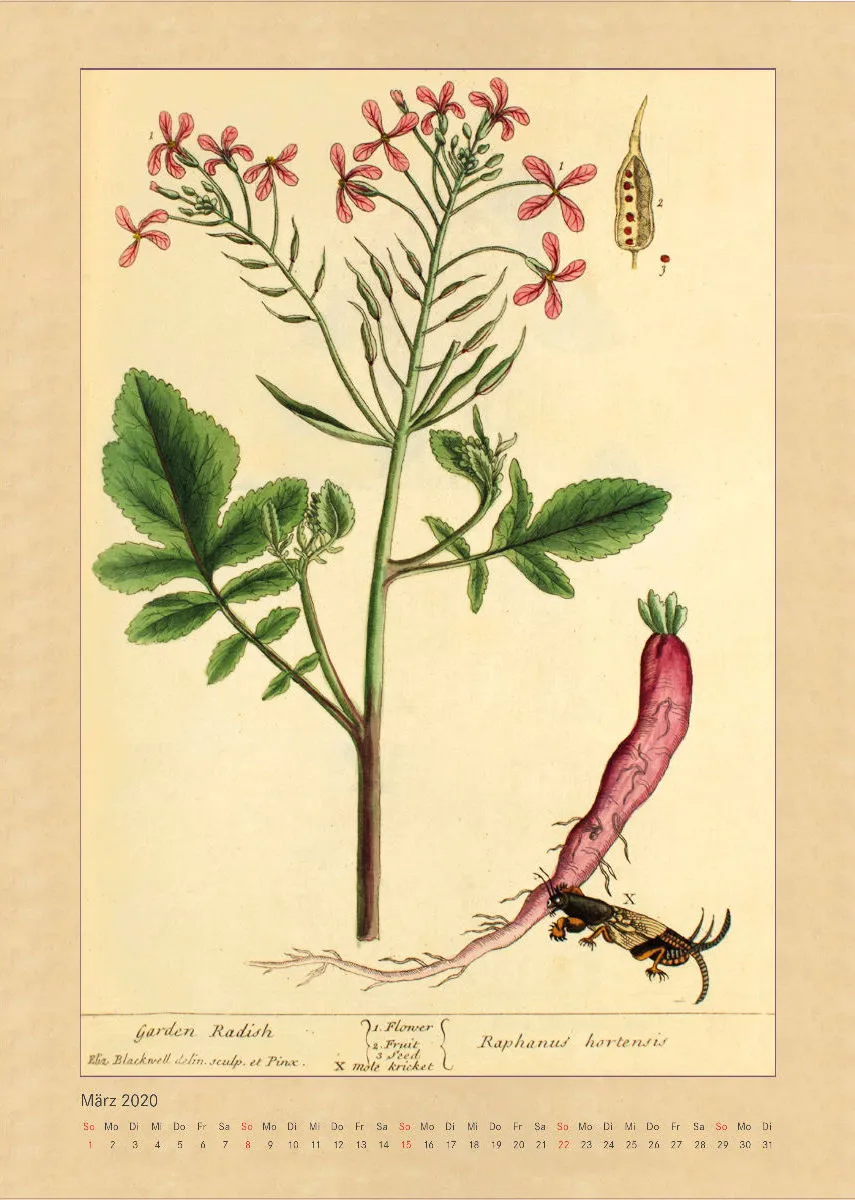 Kräuter und Früchte. Die schönsten Illustrationen aus Elizabeth Blackwells "Curious Herbal". 2020