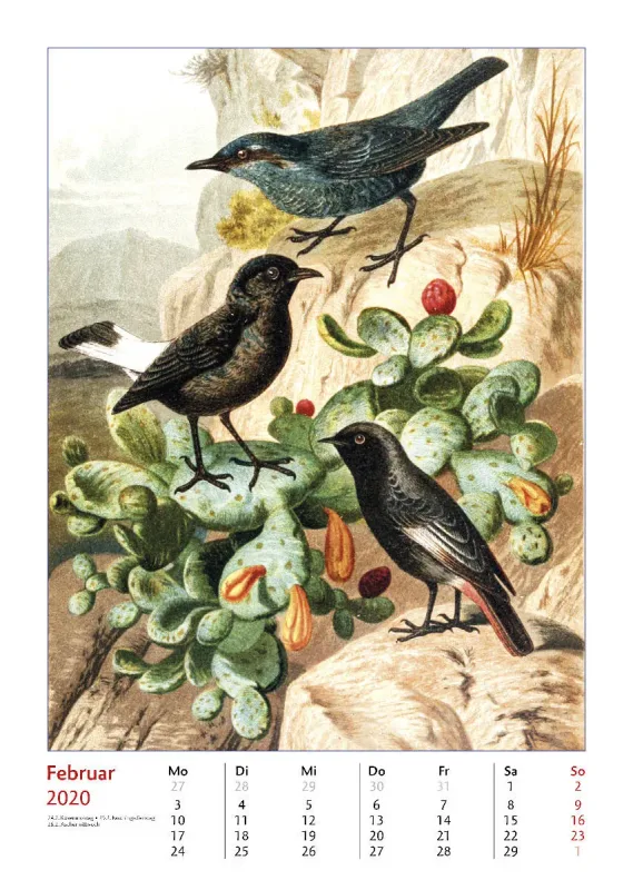 Brehms bunte Welt der Vögel 2020