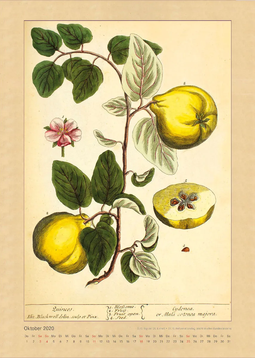 Kräuter und Früchte. Die schönsten Illustrationen aus Elizabeth Blackwells "Curious Herbal". 2020