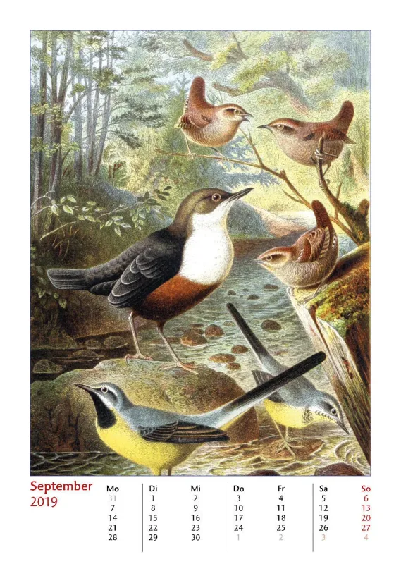 Brehms bunte Welt der Vögel 2020