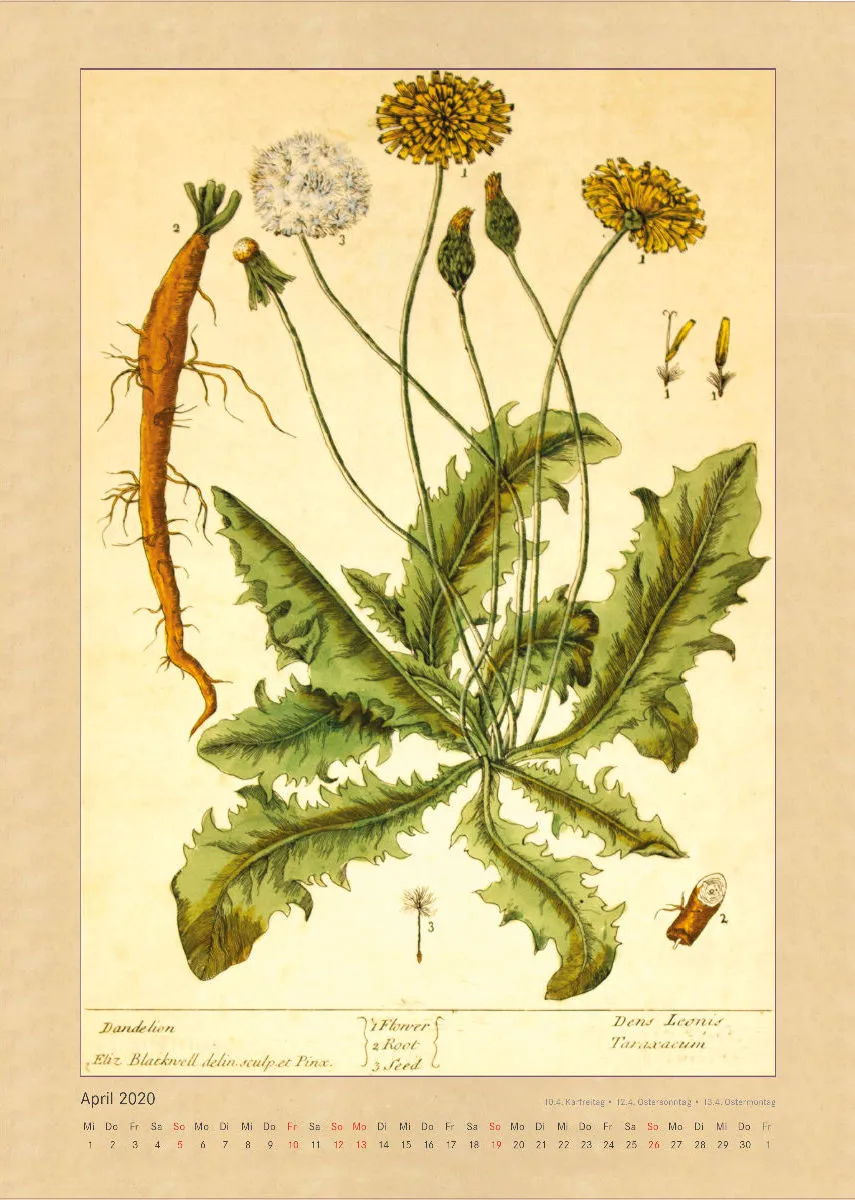 Kräuter und Früchte. Die schönsten Illustrationen aus Elizabeth Blackwells "Curious Herbal". 2020