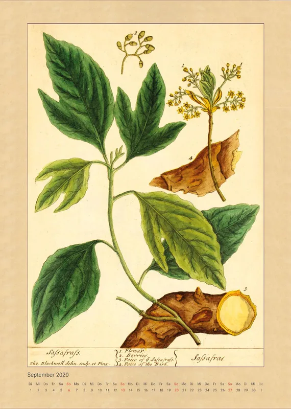 Kräuter und Früchte. Die schönsten Illustrationen aus Elizabeth Blackwells "Curious Herbal". 2020