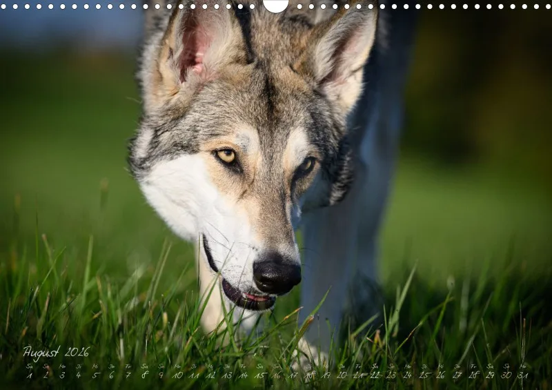 Saarlooswolfhunde 2026